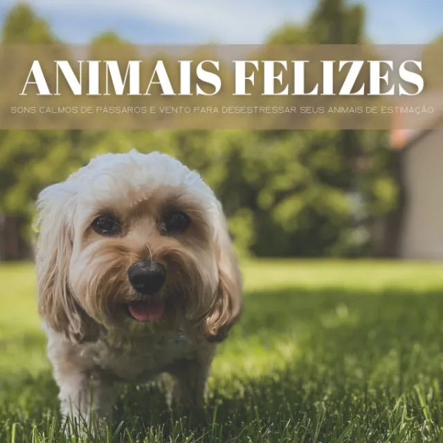 Animais Felizes: Sons Calmos De pássaros E Vento Para Desestressar Seus Animais De Estimação