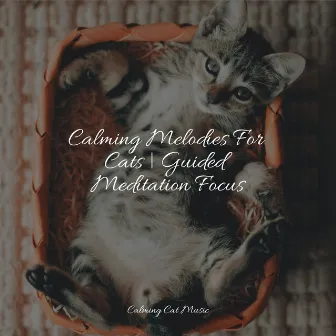 Calming Melodies For Cats | Guided Meditation Focus by Calm Music for Cats