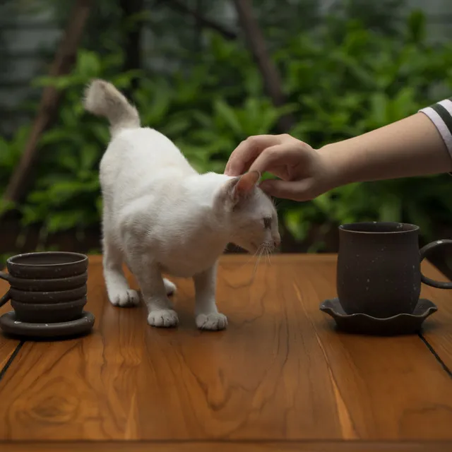 Coffee Shop Vibes for Cats