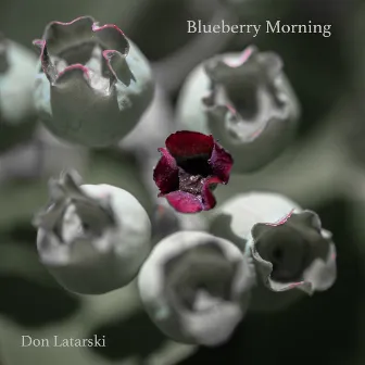 Blueberry Morning by Don Latarski