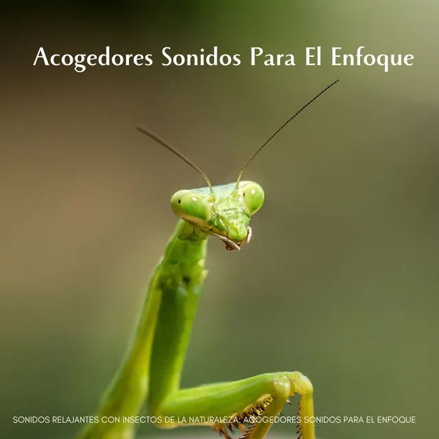 Sonidos Relajantes Con Insectos De La Naturaleza: Acogedores Sonidos Para El Enfoque