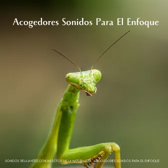 Sonidos Relajantes Con Insectos De La Naturaleza: Acogedores Sonidos Para El Enfoque by Toque de la naturaleza