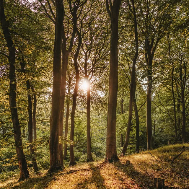 Fredelig Atmosfære