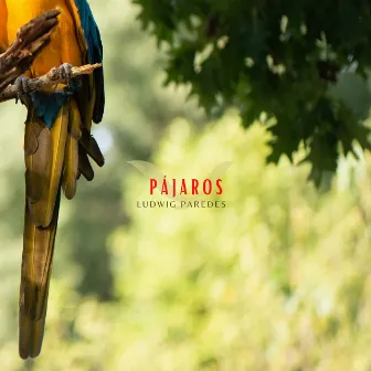 Pájaros by Ludwig Paredes