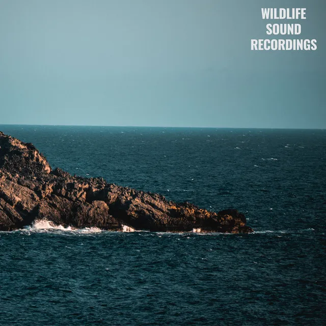 Wildlife Sound Recordings