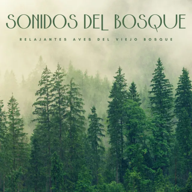 Sonidos Del Bosque: Relajantes Aves Del Viejo Bosque