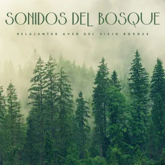 Sonidos Del Bosque: Relajantes Aves Del Viejo Bosque by Pajaros Tropicales