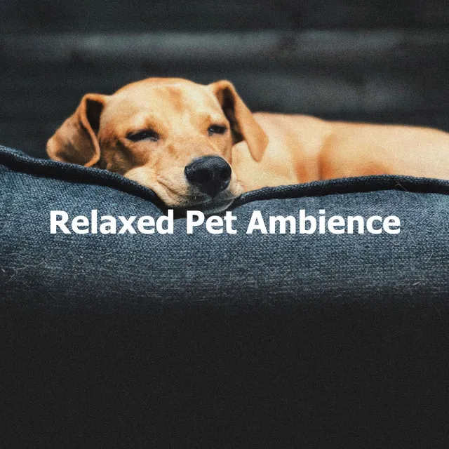 Relaxed Pet Ambience