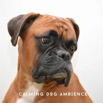 Calming Dog Ambience - No More Anxiety by Dog Chillout Zone