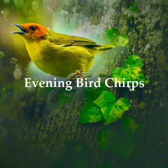 Evening Bird Chirps by Singing Birds of Poland