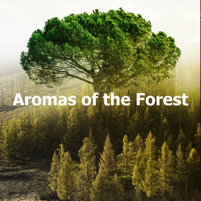 Aromas of the Forest