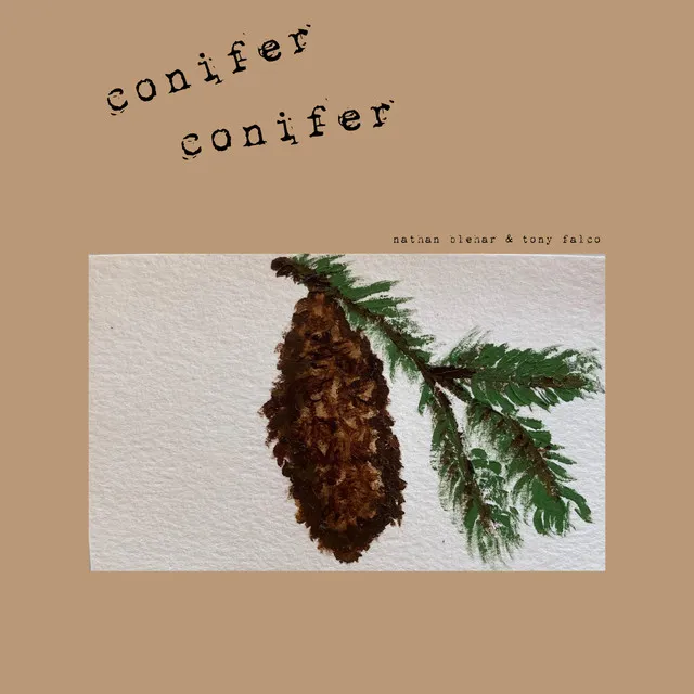 conifer conifer