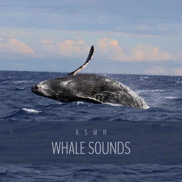 Sleepy Whale Songs