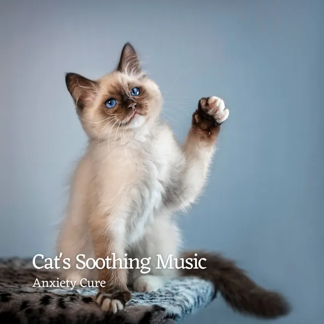 Cats' Soothing Music: Anxiety Cure