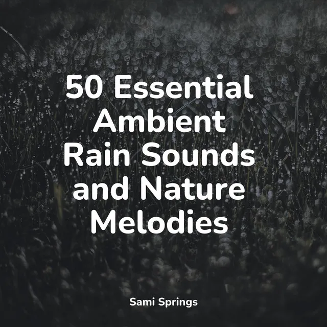 50 Essential Ambient Rain Sounds and Nature Melodies