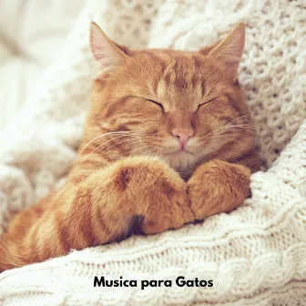 Musica para Gatos by Unknown Artist