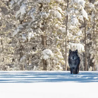 Wegarians by Michael Barrett