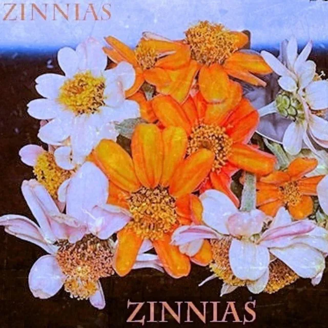 LOST ZINNIAS