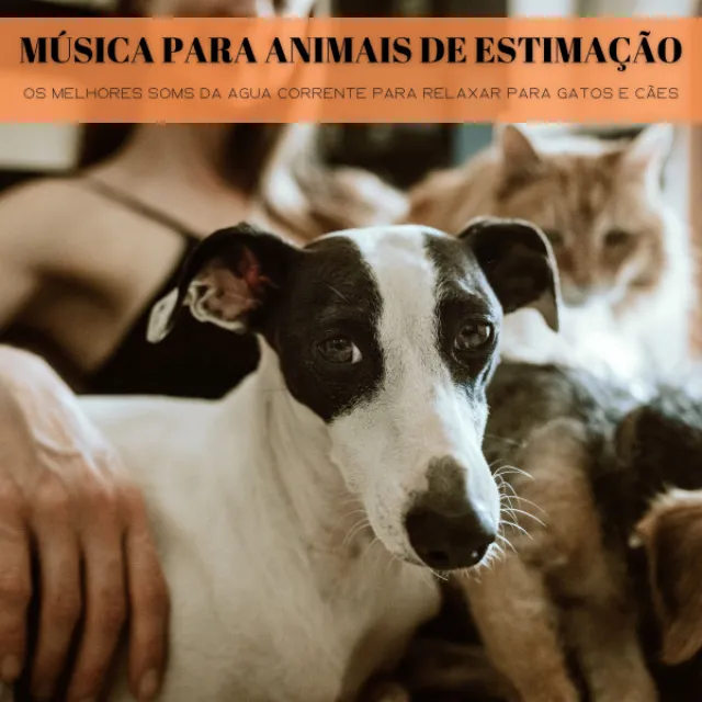 Música Para Animais De Estimação: Os Melhores Soms Da Agua Corrente Para Relaxar Para Gatos E Cães