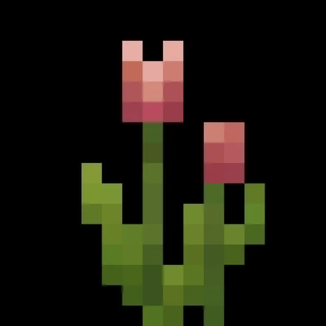 Tulipa