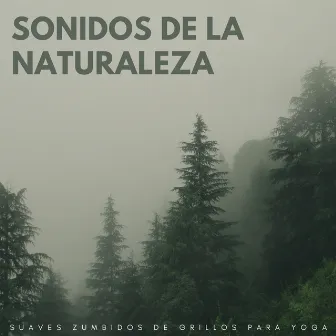 Sonidos De La Naturaleza: Suaves Zumbidos De Grillos Para Yoga by Música de yoga y meditación