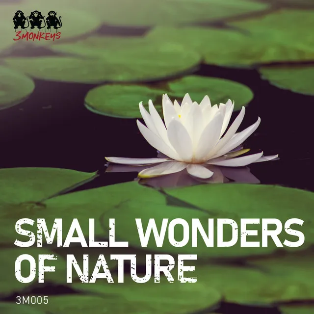 Small Wonders of Nature