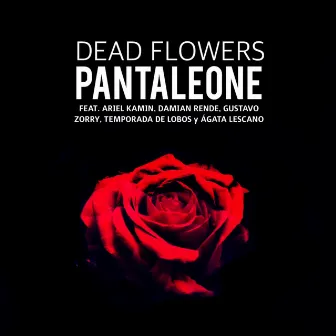 Dead Flowers by Pantaleone