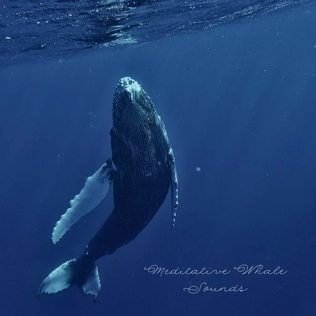 Meditative Whale Sounds