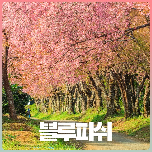 벚꽃이 내려앉은 길 (feat. 해미시)