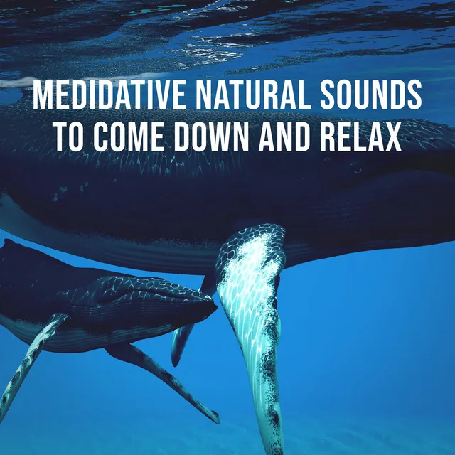 Hear the Amazing Sounds of Whales in Their Natural Environment: Medidative Natural Sounds to Come Down and Relax