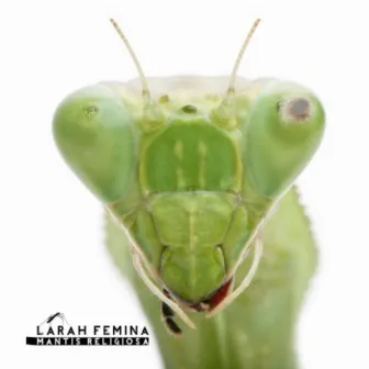 Mantis Religiosa by Larah Fémina