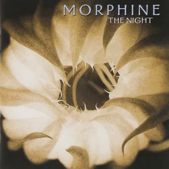 The Night by Morphine