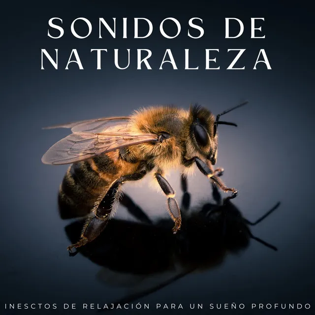 Sonidos De Naturaleza: Inesctos De Relajación Para Un Sueño Profundo