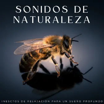 Sonidos De Naturaleza: Inesctos De Relajación Para Un Sueño Profundo by 