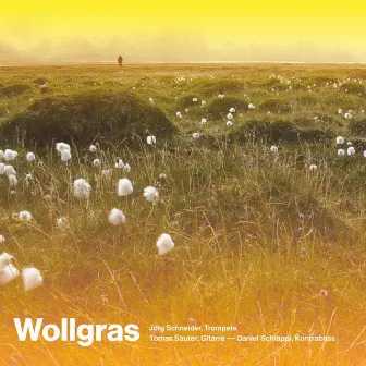 Wollgras by Jörg Schneider