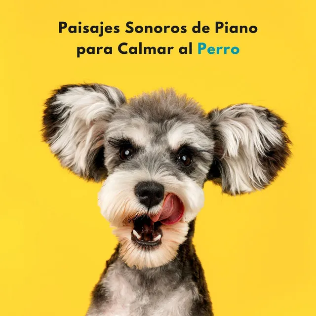 Sueños Caninos En Piano