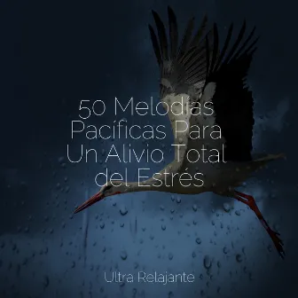 50 Melodías Pacíficas Para Un Alivio Total del Estrés by Meditação Zen