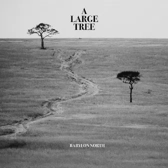 A Large Tree by Babylon North