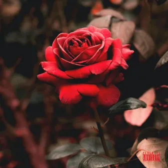 Roses (Happy Mother's Day) by Pine City Yungin Kvng Chrix