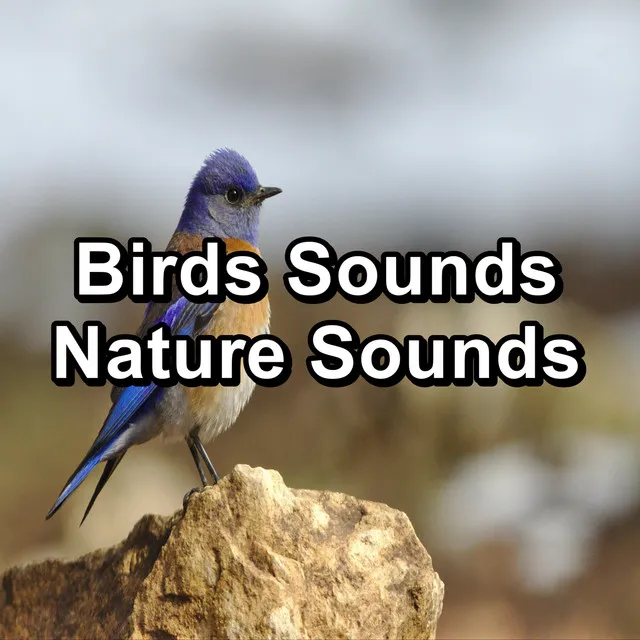 Flying Birdsongs Sounds