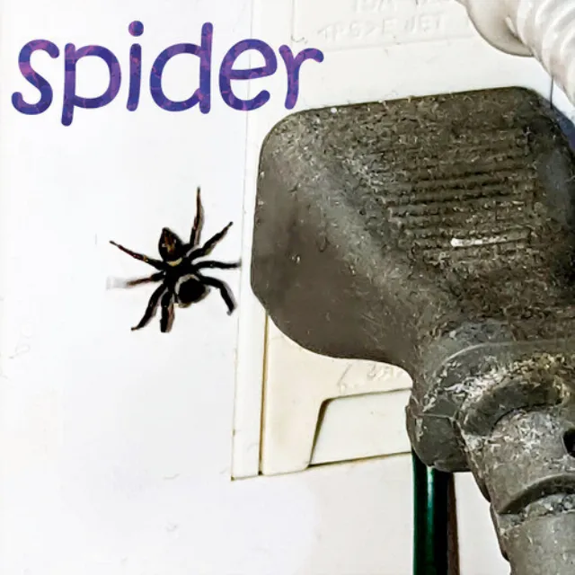 spider