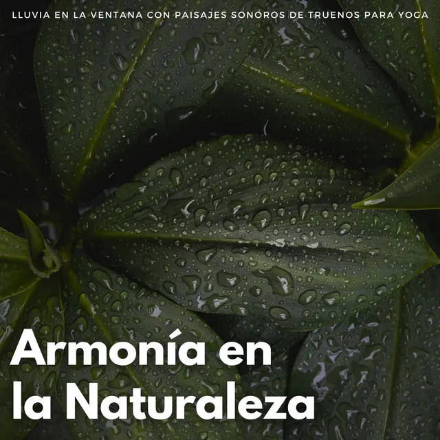 Deleite De Yoga En La Lluvia