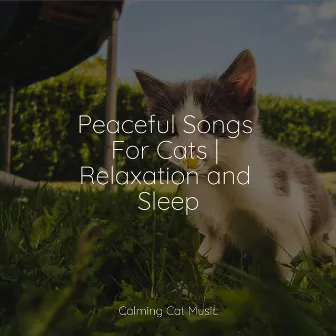 Peaceful Songs For Cats | Relaxation and Sleep by Pet Care Music Therapy