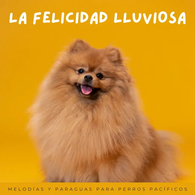 Perros Lluviosos