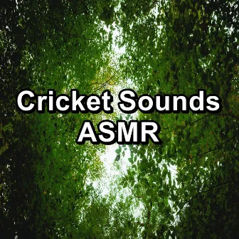 Cricket Sounds ASMR by Crickets