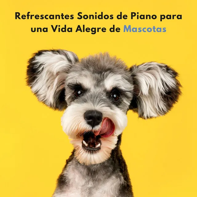 Refrescantes Sonidos De Piano Para Una Vida Alegre De Mascotas