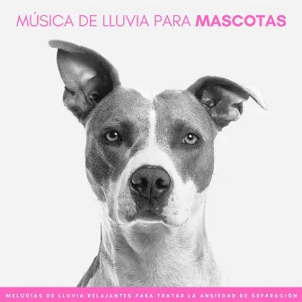 Música De Lluvia Para Mascotas: Melodías De Lluvia Relajantes Para Tratar La Ansiedad De Separación by Ruidos de la Selva