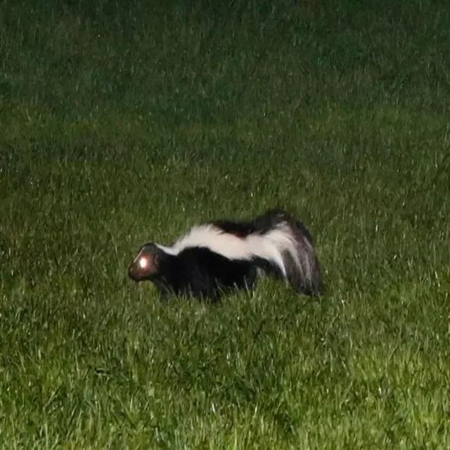 SKUNK