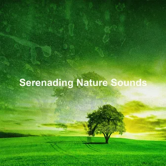 Serenading Nature Sounds by Portrait of Nature