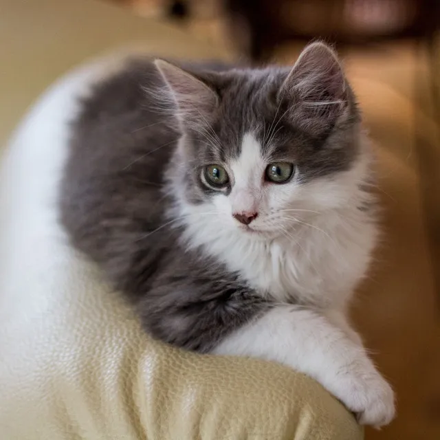 Gentle Feline Retreat: A Rainy Piano for Cat Comfort